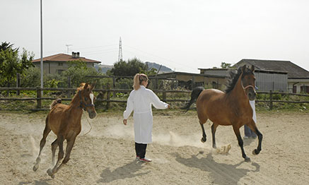 Medicina Veterinaria