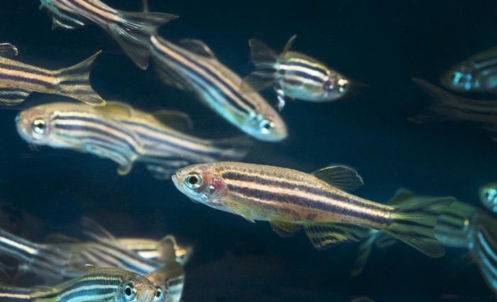 Zebrafish_(26436913602)